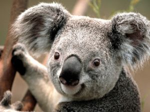 Koala-1